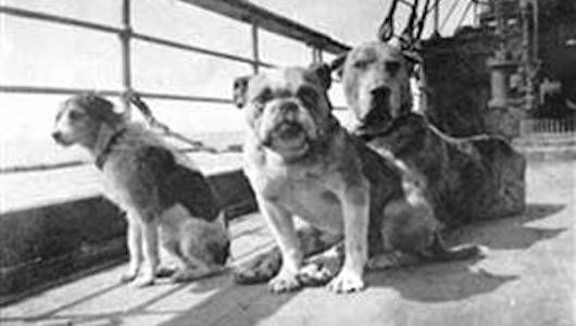 dogs_of_titanic.jpg.653x0_q80_crop-smart